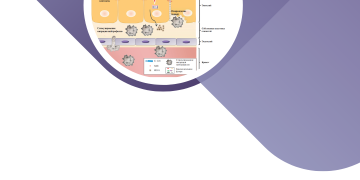 Функциональные заболевания органов пищеварения. Клинические рекомендации.
